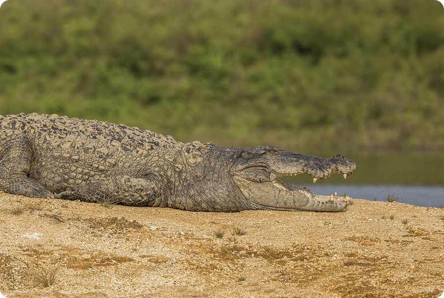 Mugger Crocodile